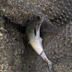 青物シーズン17