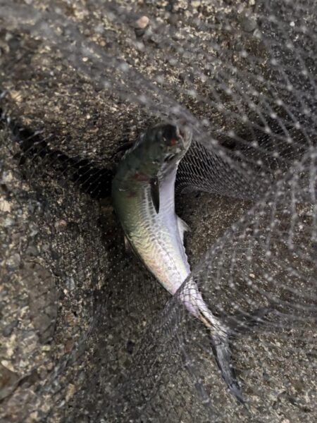 青物シーズン17