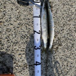 カマス釣果1日目