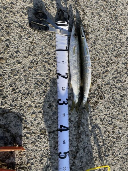 カマス釣果1日目