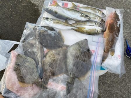 リベンジならずも、連日のカワハギゲット