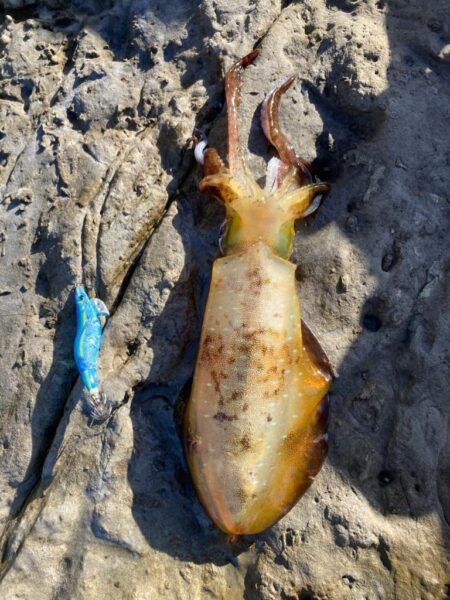 12月、ゲキ渋釣行ながらも釣れた1杯