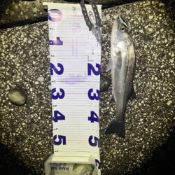 やっと多摩川支流までスズキが入ってきました