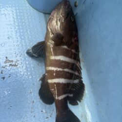 大原沖、イワシ泳がせ