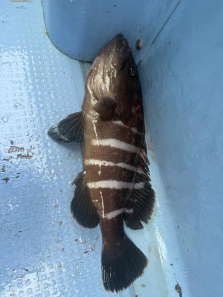 大原沖、イワシ泳がせ