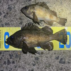 渋い年末メバリング