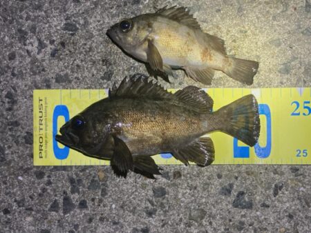 渋い年末メバリング