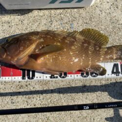 ２日連続アコウ40cmオーバーのシロギスタ…