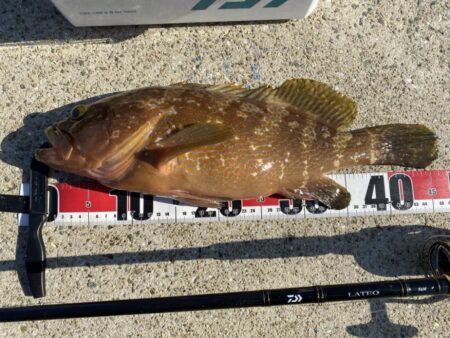 ２日連続アコウ40cmオーバーのシロギスタ…