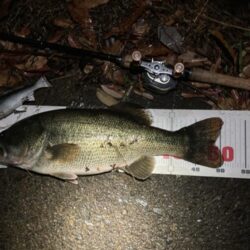 レイジースイマー7inで