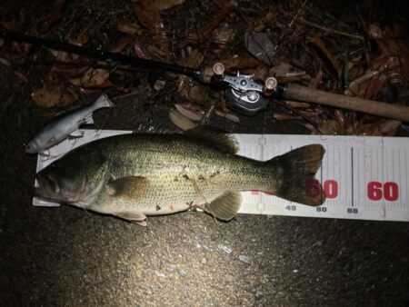 レイジースイマー7inで