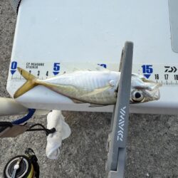 釣り納めアジング‼️