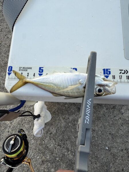 釣り納めアジング‼️