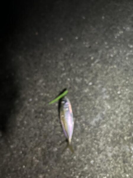 ボトムアジング