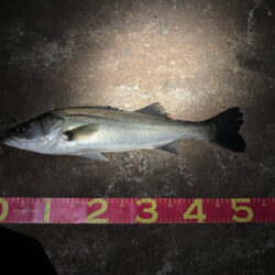 黄昏に行っただけだが、、、釣れた