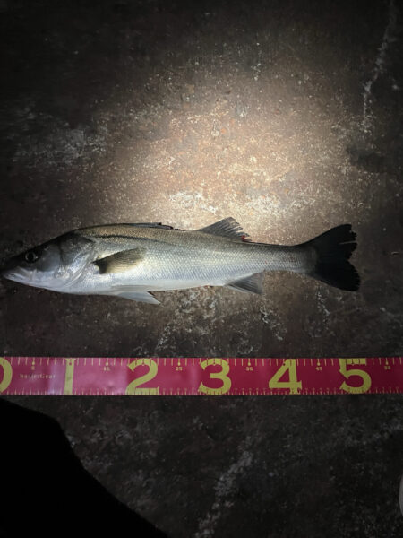 黄昏に行っただけだが、、、釣れた