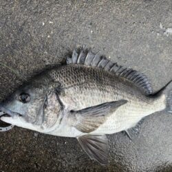 チヌアタリが楽しいです！