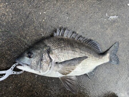 チヌアタリが楽しいです！