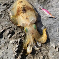 諦め気分からのサイトでギュイーン！！