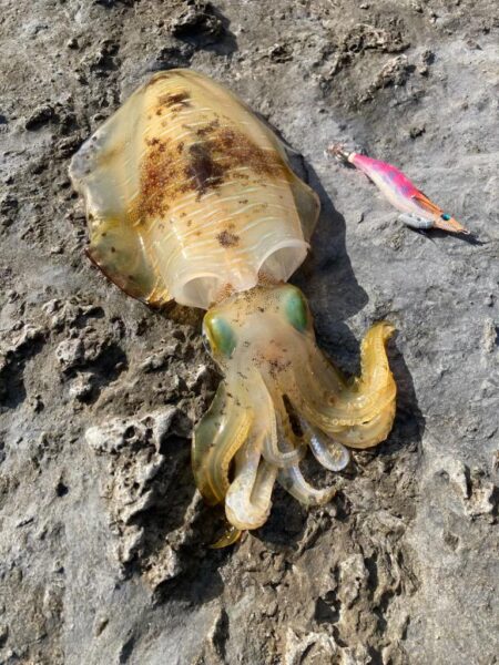 諦め気分からのサイトでギュイーン！！