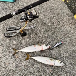 ショアジギングでサバ