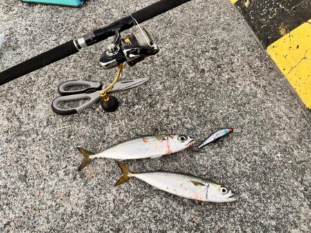 ショアジギングでサバ