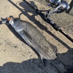 数年前に買ったガルプワームを捨てる前に使い…