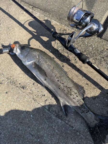 数年前に買ったガルプワームを捨てる前に使い…