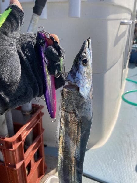 タチウオ 毎流しでヒット&キャッチ