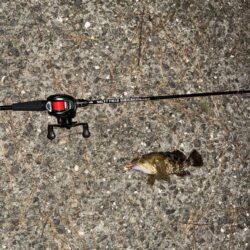 初尺メバル!(タケノコメバル)