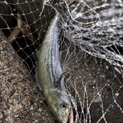 青物シーズン16