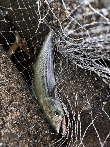 青物シーズン16