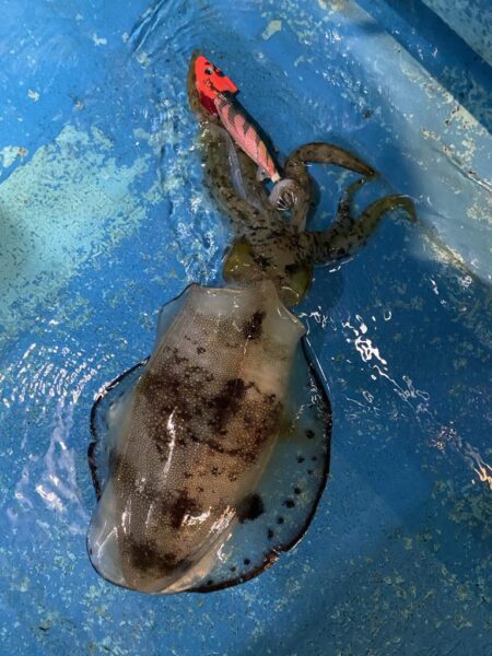 ティップランでイカ三昧