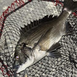 ヘチってきました