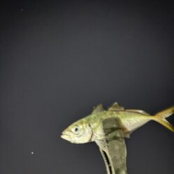 アジングで、でかアジゲット