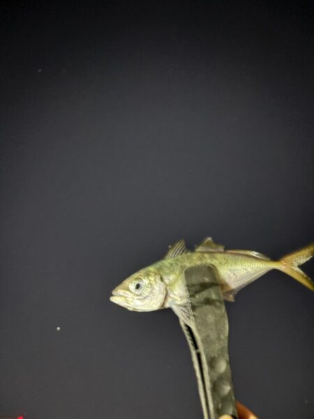 アジングで、でかアジゲット