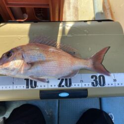 タイラバで冬鯛