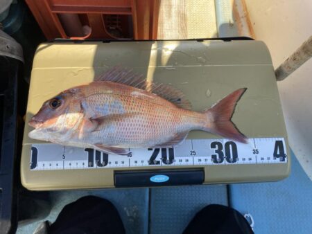 タイラバで冬鯛