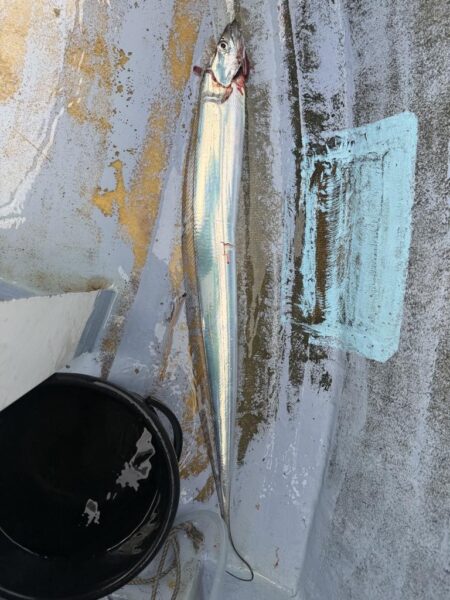 観音崎沖、タチウオジギング