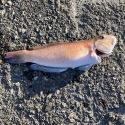 カゴ釣りで高級魚白アマダイ