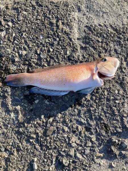 カゴ釣りで高級魚白アマダイ