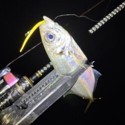 アジングは五目釣り