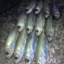 奄美でメアジング