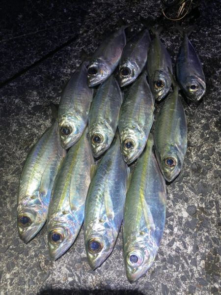 奄美でメアジング