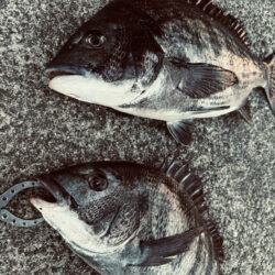 おチヌさんで釣り納🎣