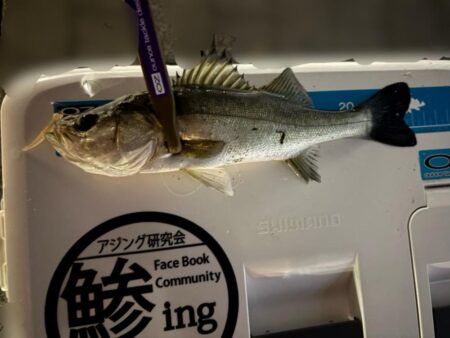 年末大感謝祭に潜入