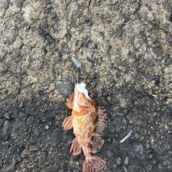 穴釣りおもしろい