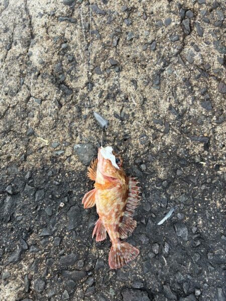 穴釣りおもしろい