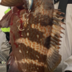 高級鍋食材逃がさないぞ！