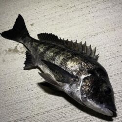 待ちわびたチヌ